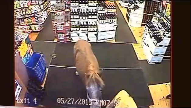 Spritbutik, Polis, Ponny, Bajs